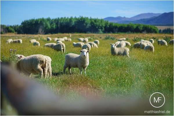 travel new zealand matthias friel 0035